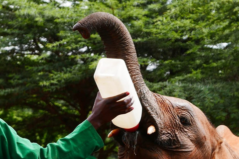 David Sheldrick Wildlife Trust & Giraffe Centre avec déjeuner