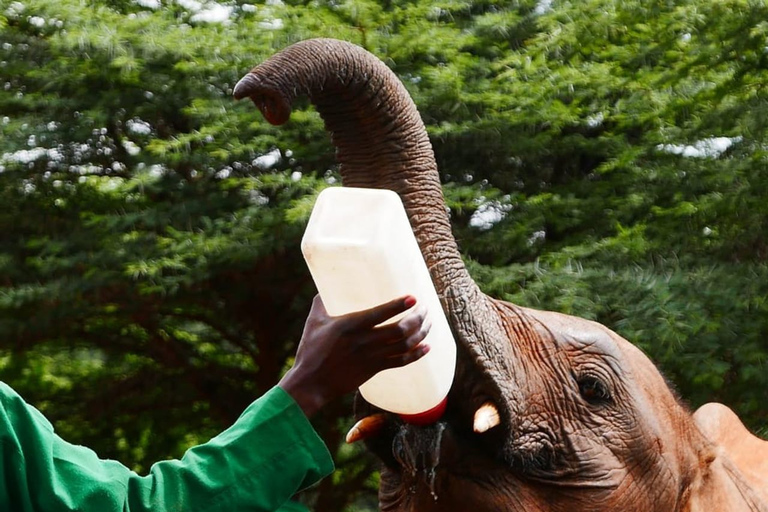 David Sheldrick Wildlife Trust & Giraffe Center with Lunch