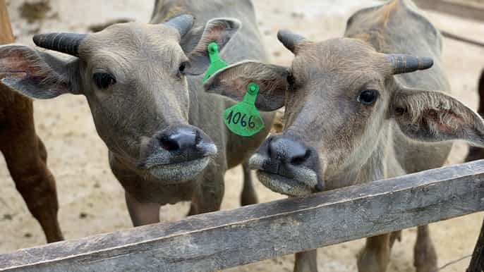 sustainable buffalo dairy kuang si falls halfday tour