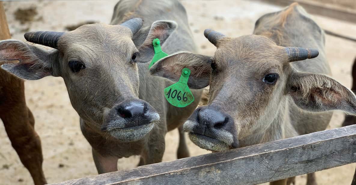 Sustainable Buffalo Dairy & Kuang Si Falls Half-Day Tour