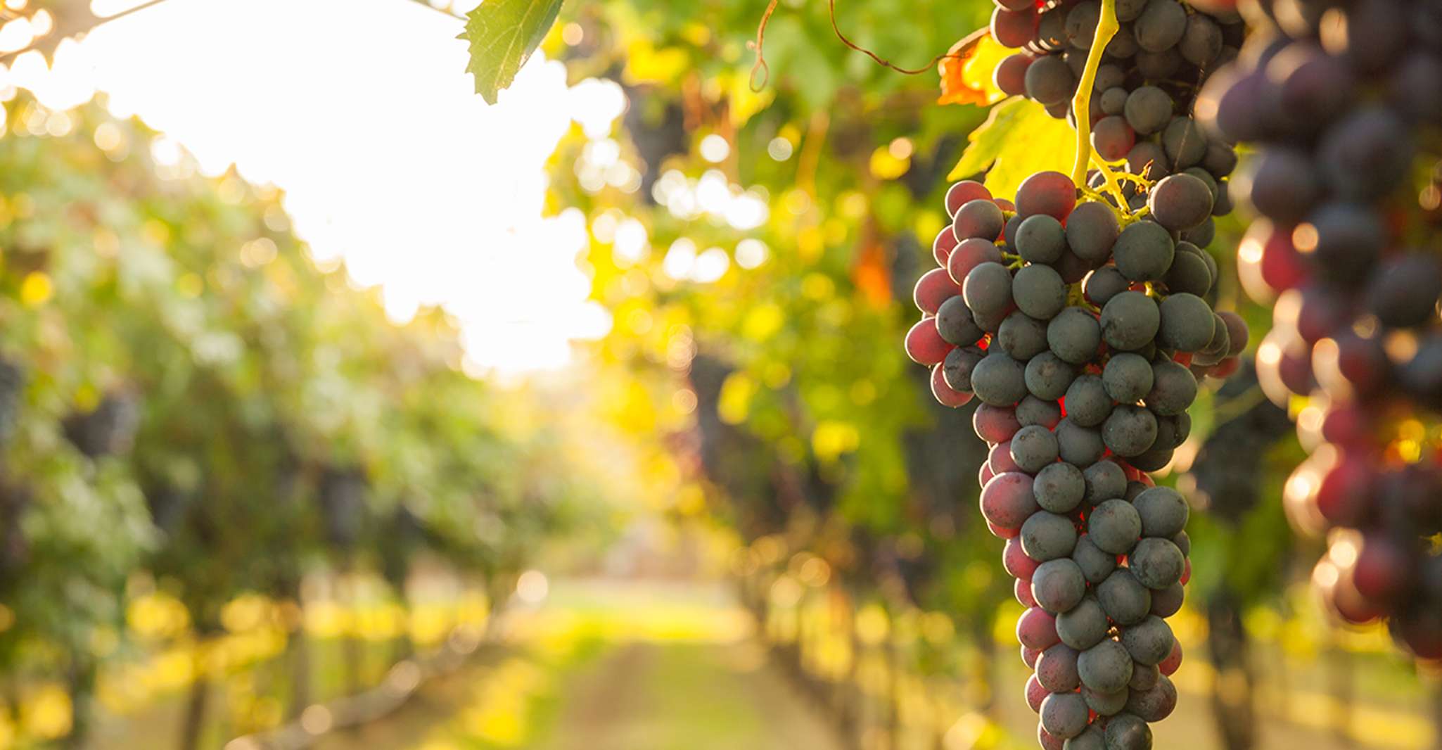 Nafplion, Nemea Vineyards Şarap Turu - Hizvo