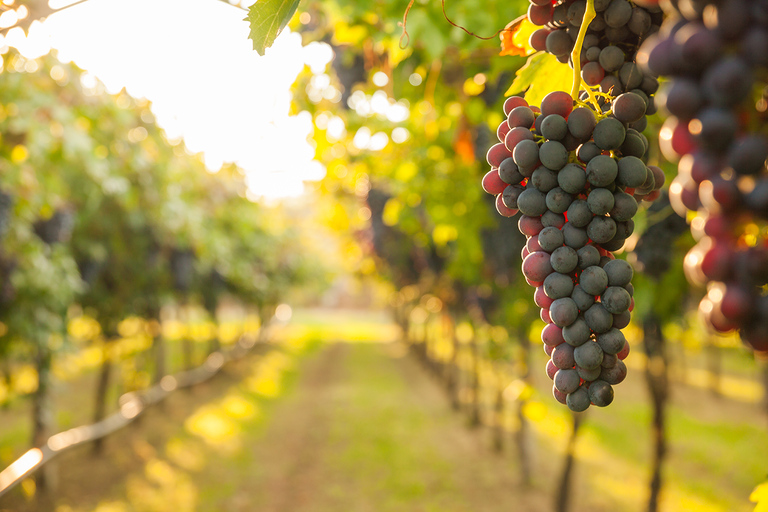 Nafplion: Nemea Vineyards Weintour