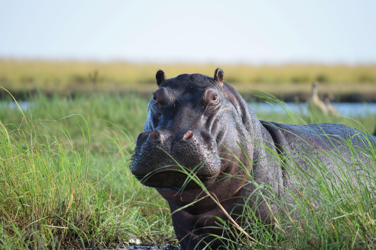 Victoria Falls: Safari game drive tour 3 hours