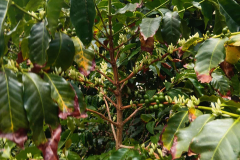 Finca Los Castaños: koffietour en proeverij in de Agaete-vallei