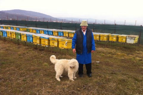 From Bucharest: Private Beekeeping Lesson and Local Lunch