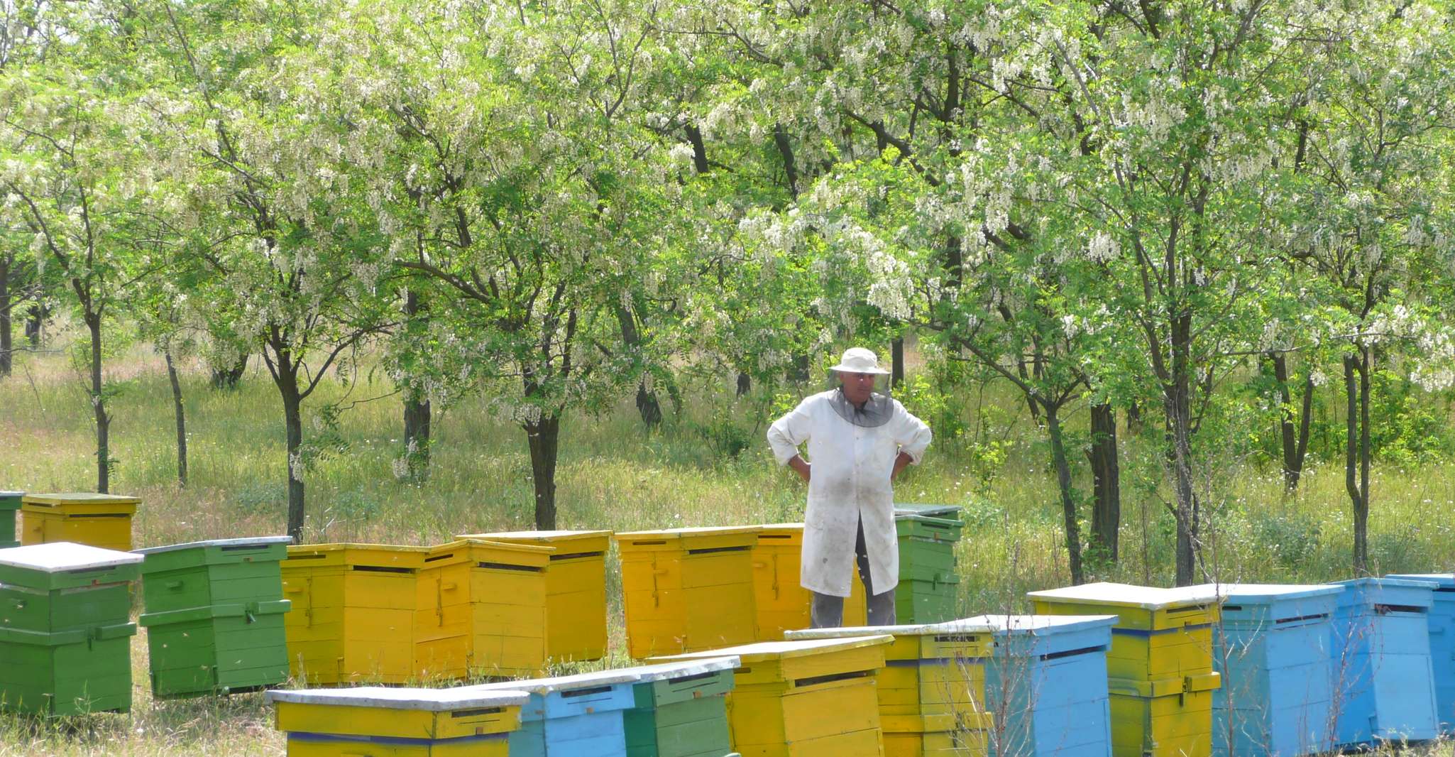 Api in Romania - Lezione di apicoltura privata e pranzo locale - Housity