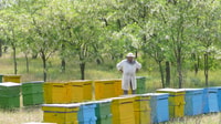 Abeilles en Roumanie - leçon d'abeille privée et déjeuner local - Housity