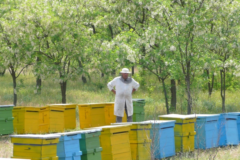 De Bucarest: leçon d'apiculture privée et déjeuner localDe Bucarest: cours d'apiculture privé et déjeuner local