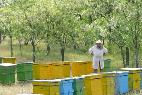 From Bucharest: Private Beekeeping Lesson and Local Lunch