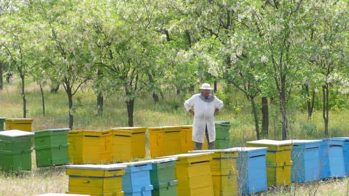 from bucharest private beekeeping lesson and local lunch