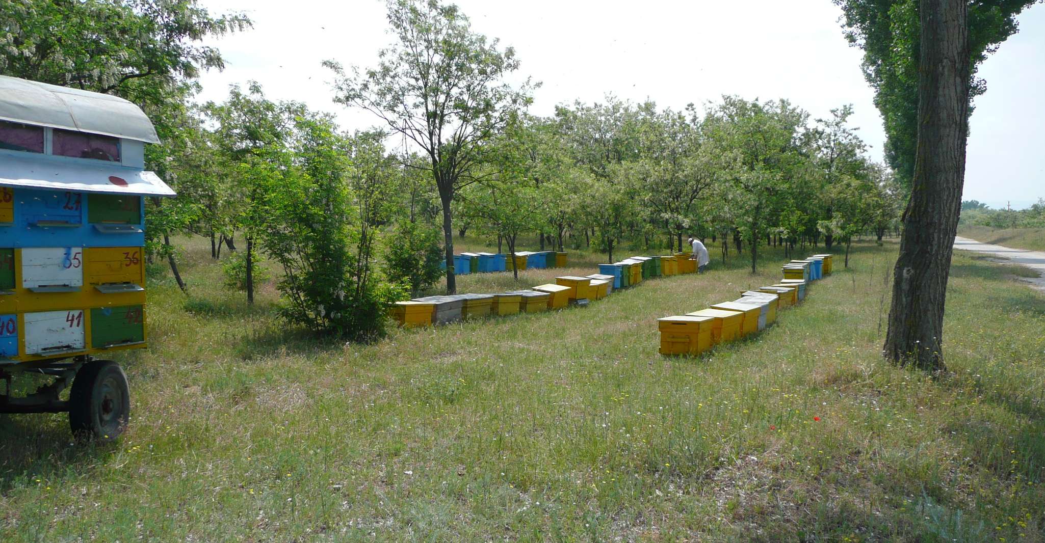Api in Romania - Lezione di apicoltura privata e pranzo locale - Housity