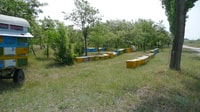Abeilles en Roumanie - leçon d'abeille privée et déjeuner local - Housity