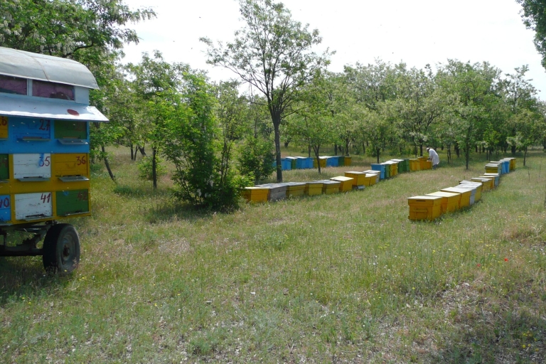 Z Bukaresztu: prywatna lekcja pszczelarstwa i lokalny lunch