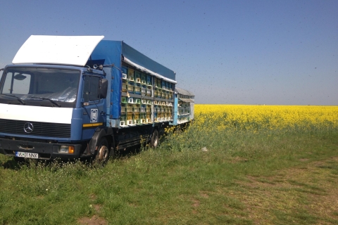 Z Bukaresztu: prywatna lekcja pszczelarstwa i lokalny lunch