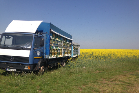 From Bucharest: Private Beekeeping Lesson and Local Lunch