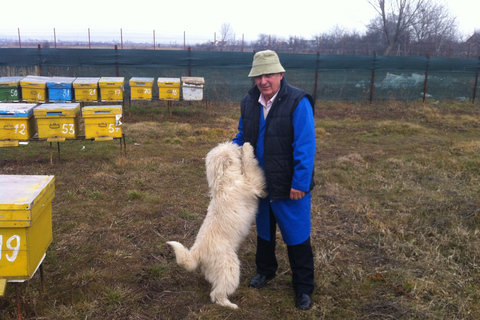 From Bucharest: Private Beekeeping Lesson and Local Lunch