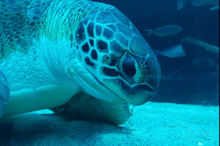 Kapstadt: Robben Island und zwei Ozeane Aquarium Tagestour