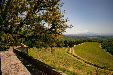 Florence: excursion privée d'une journée dans les vignobles du Chianti en Toscane avec déjeuner