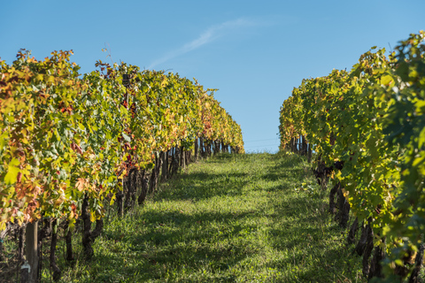 Florence: excursion privée d'une journée dans les vignobles du Chianti en Toscane avec déjeuner