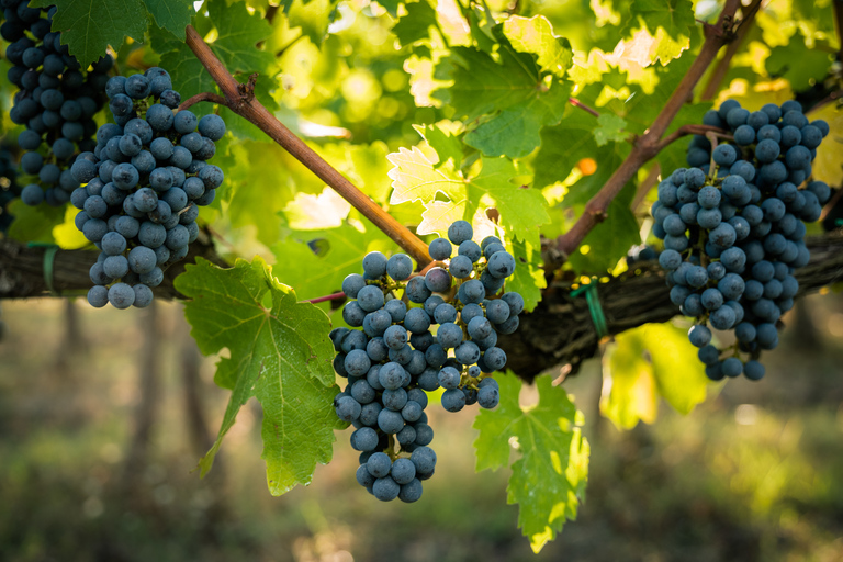 Florence: excursion privée d'une journée dans les vignobles du Chianti en Toscane avec déjeuner