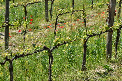 Florence: excursion privée d'une journée dans les vignobles du Chianti en Toscane avec déjeuner