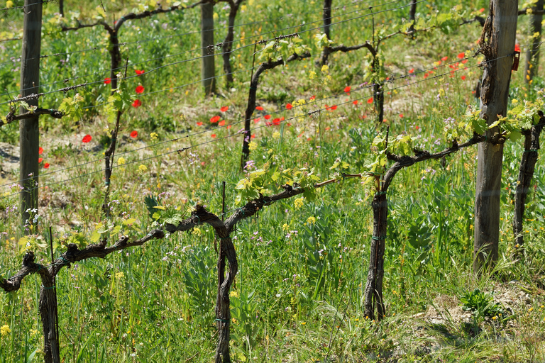 Florence: excursion privée d'une journée dans les vignobles du Chianti en Toscane avec déjeuner