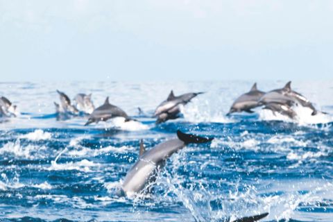Mascate: excursão para observação de golfinhos e mergulho com snorkel