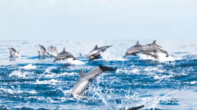 mascate tour con avvistamento delfini e snorkeling