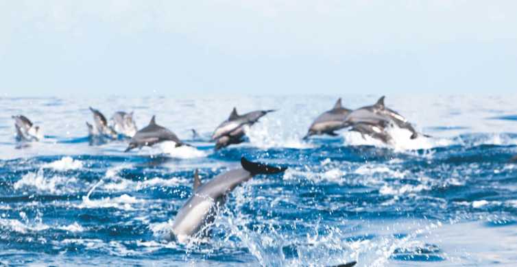 Muscat Dolphin Watching and Snorkeling Tour GetYourGuide