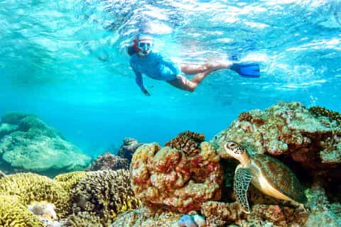 Muscat: Dolphin Watching and Snorkeling Tour