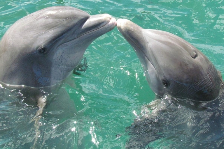 Mascate : observation des dauphins et plongée en apnée