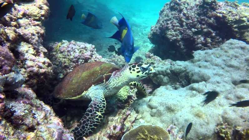 From Muscat: Dimaniyat Islands Snorkeling Tour | GetYourGuide