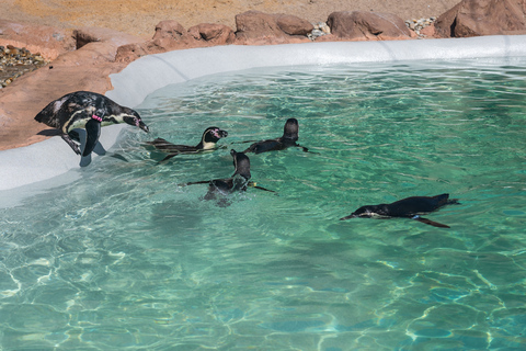 SEA LIFE Porto: Bilhete de Entrada de 1 Dia