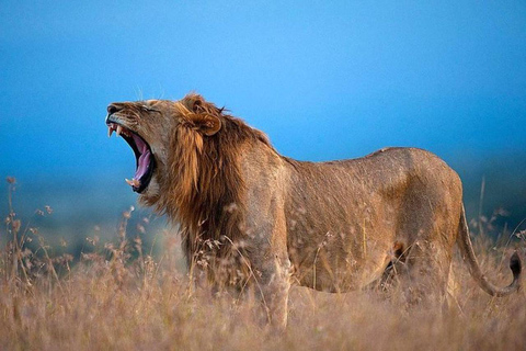 Depuis Nairobi : Excursion d&#039;une journée dans la réserve naturelle d&#039;Ol Pejeta