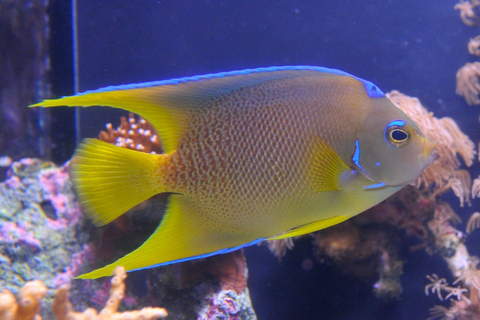 Entradas para el Acuario de Cayo HuesoOpción Estándar