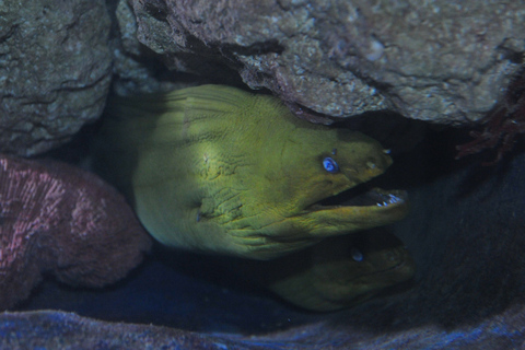 Entradas para el Acuario de Cayo HuesoOpción Estándar