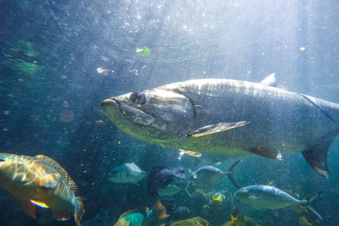 Florida Keys: Inträdesbiljett till Key West AquariumStandardalternativ