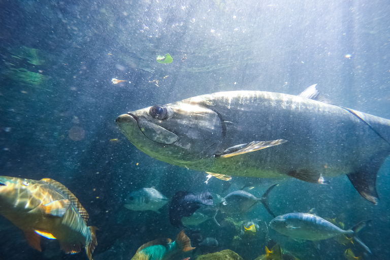 Entradas para el Acuario de Cayo HuesoOpción Estándar