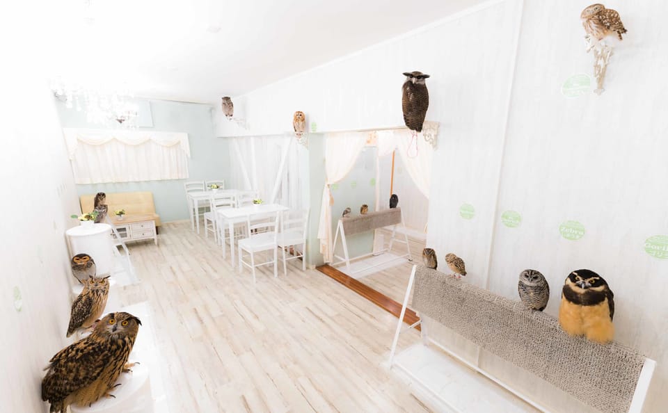 Owl Cafe Tokyo Akiba Fukurou Getyourguide