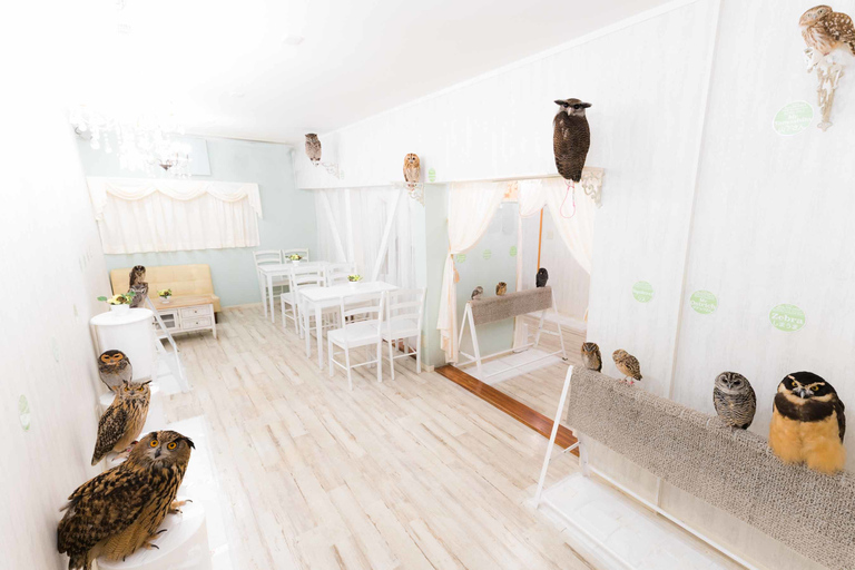 Tokyo: Meet Owls at the Owl Café in Akihabara