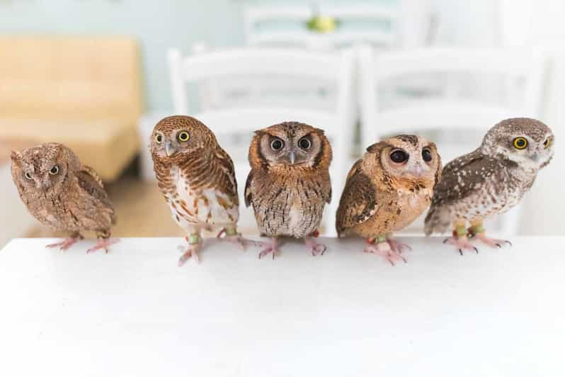 Tokyo Meet Owls At The Owl Café In Akihabara Getyourguide