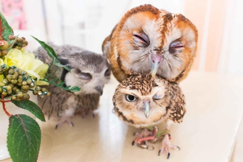 Tokio: encuentro con búhos en el Owl Café de AkihabaraTokio: encuentro con búhos en el Owl Café en Akihabara
