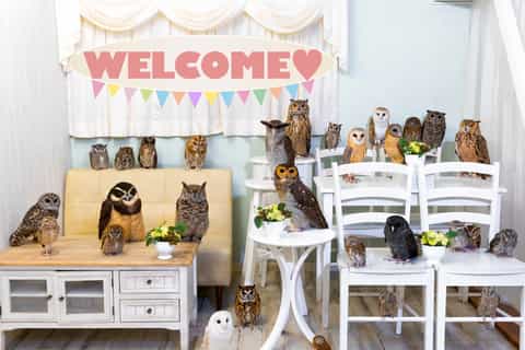 Tokio: encuentro con búhos en el Owl Café de Akihabara