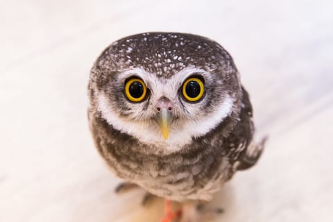 Tokio: encuentro con búhos en el Owl Café de Akihabara