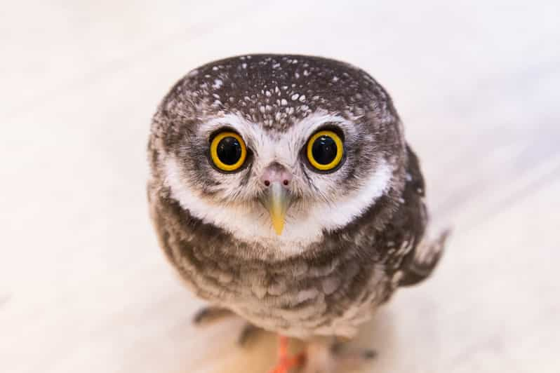 Owl Cafe Tokyo Akiba Fukurou Getyourguide