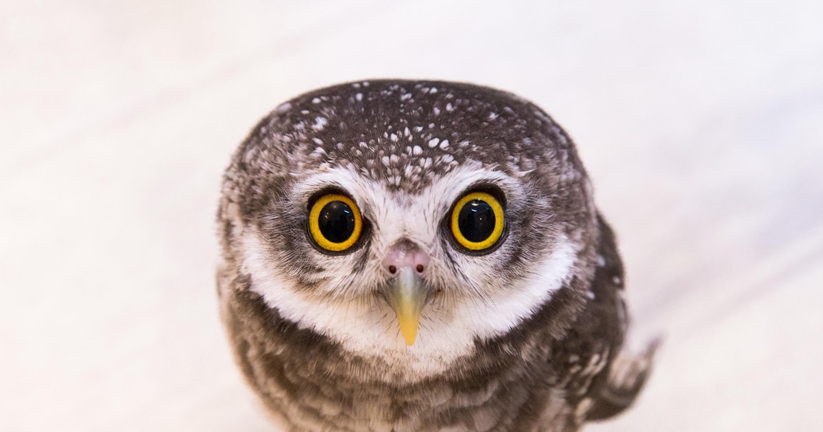 Owl Cafe Tokyo Akiba Fukurou GetYourGuide