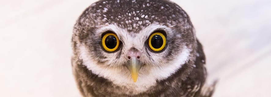 Tokyo: Meet Owls at the Owl Café in Akihabara