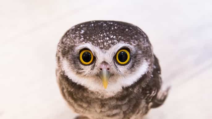 tokio encuentro con búhos en el owl café de akihabara