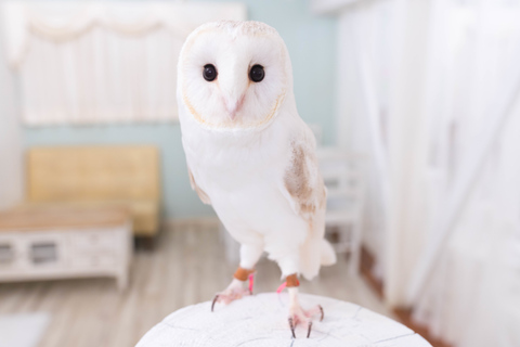 Tokyo : visite au Owl Café d'Akihabara