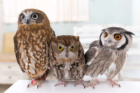 Tokyo : visite au Owl Café d'Akihabara